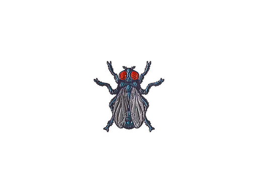 Fruit Fly